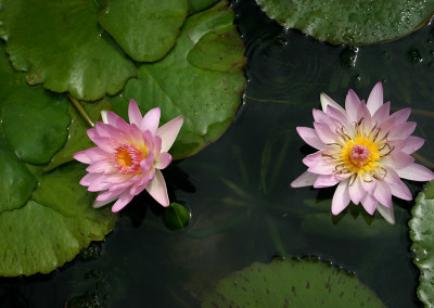 Nymphaea 'Peach Blow'