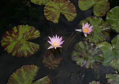 Nymphaea 'Madame Ganna Walska'