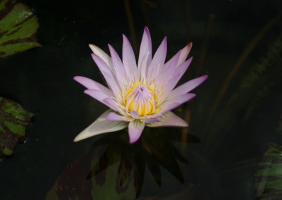 Nymphaea 'Madame Ganna Walska'