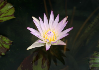 Nymphaea 'Madame Ganna Walska'