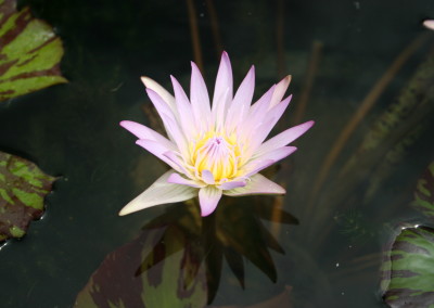 Nymphaea 'Madame Ganna Walska'