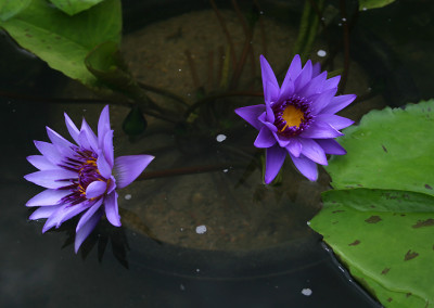 Nymphaea 'Rhonda Kay'