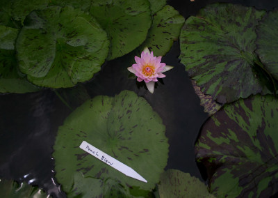 Nymphaea 'Peach Blow'