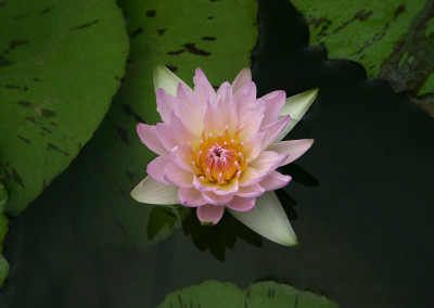 Nymphaea 'Peach Blow'