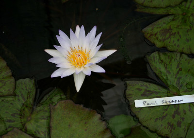 Nymphaea 'Paul Stetson'