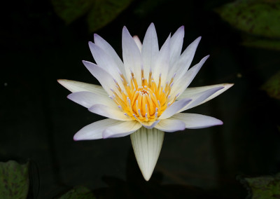 Nymphaea 'Paul Stetson'