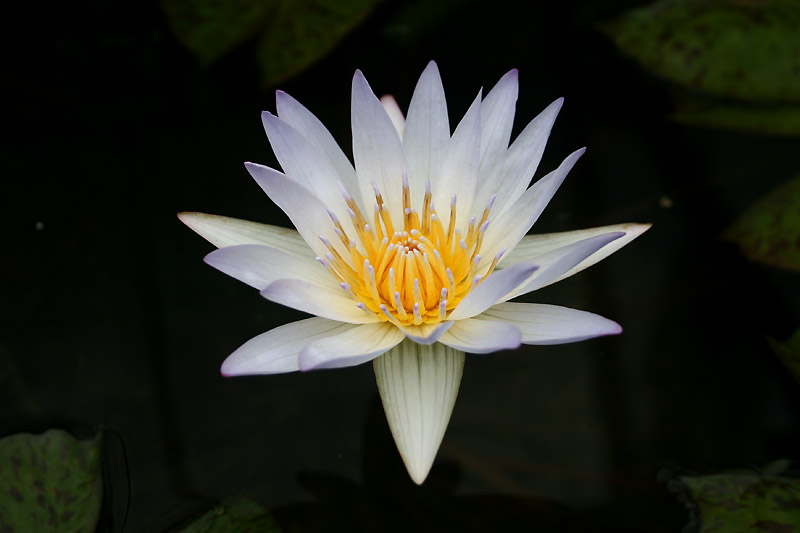 Nymphaea ‘Paul Stetson’