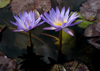 Nymphaea 'Star of Siam'