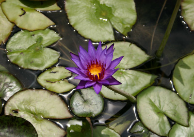 Nymphaea 'Rhonda Kay'