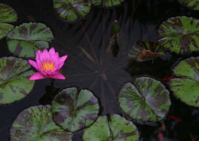 Nymphaea 'Queen of Siam'