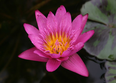 Nymphaea 'Queen of Siam'