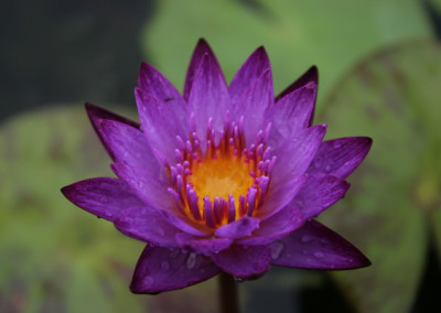 Nymphaea 'Lindsey Woods'