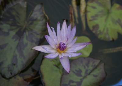 Nymphaea 'Tanglewood Blue'