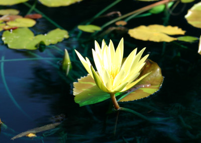 Nymphaea 'St. Louis Gold'