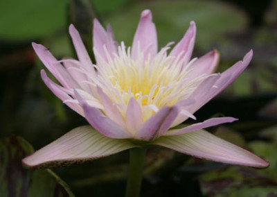 Nymphaea 'Ostara'