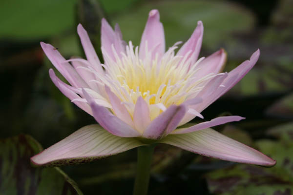 Nymphaea ‘Ostara’