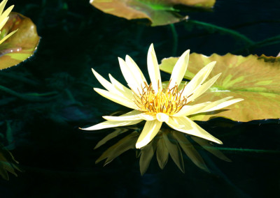 Nymphaea 'St. Louis Gold'