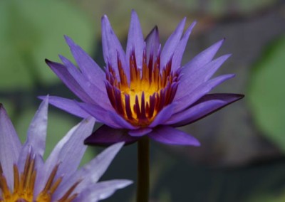 Nymphaea 'Rhonda Kay'