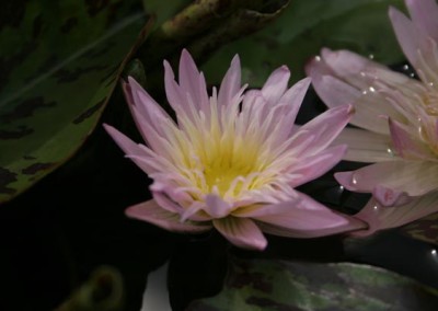 Nymphaea 'Ostara'