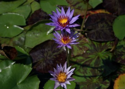 Nymphaea 'Rhonda Kay'