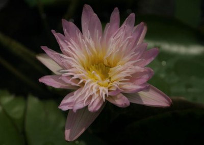 Nymphaea 'Ostara'