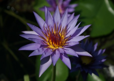 Nymphaea 'Rhonda Kay'