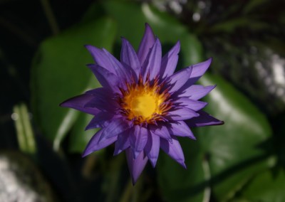 Nymphaea 'Rhonda Kay'