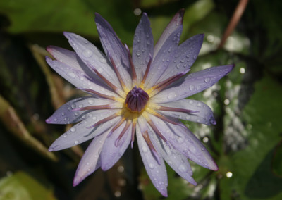 Nymphaea 'Tanglewood Blue'