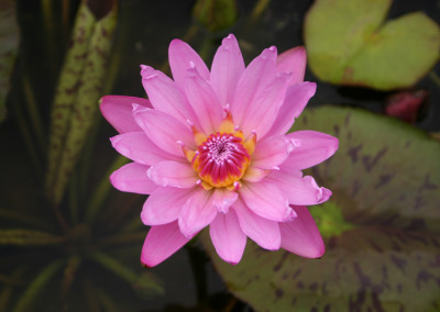 Nymphaea ‘Mrs. Martin E. Randig’