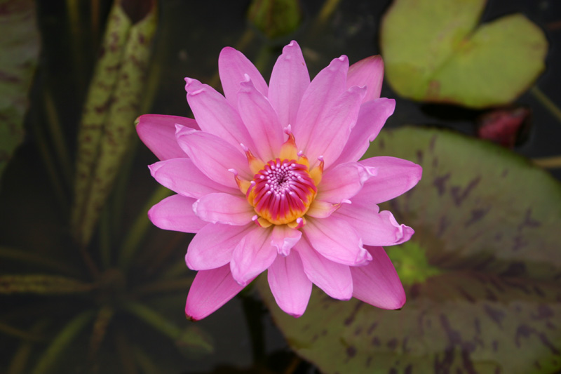 Nymphaea ‘Mrs. Martin E. Randig’