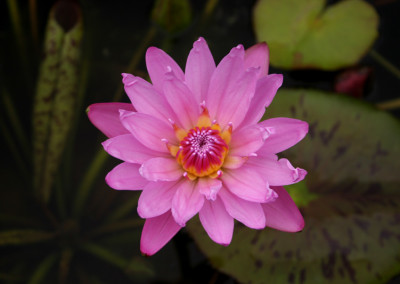 Nymphaea 'Mrs. Martin E. Randig'