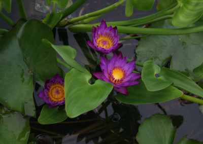 Nymphaea 'Lindsey Woods'