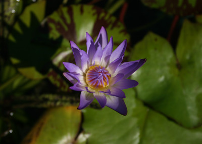 Nymphaea 'Nora'