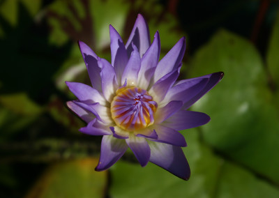 Nymphaea ‘Nora’