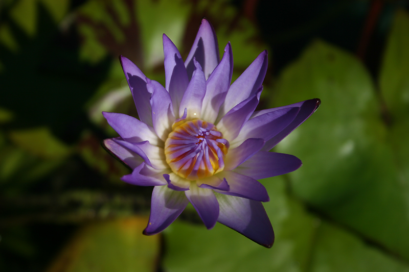 Nymphaea ‘Nora’