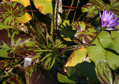 Nymphaea 'Nora'
