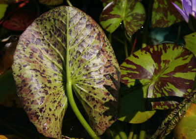 Nymphaea 'Nora'