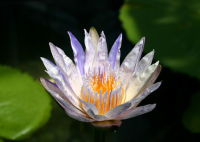 Nymphaea 'Suwanna'