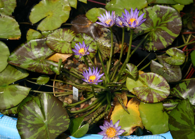 Nymphaea 'Nora'