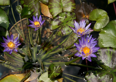 Nymphaea 'Nora'