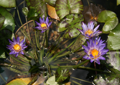 Nymphaea 'Nora'