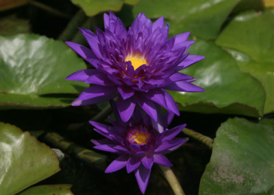 Nymphaea 'King of Siam'