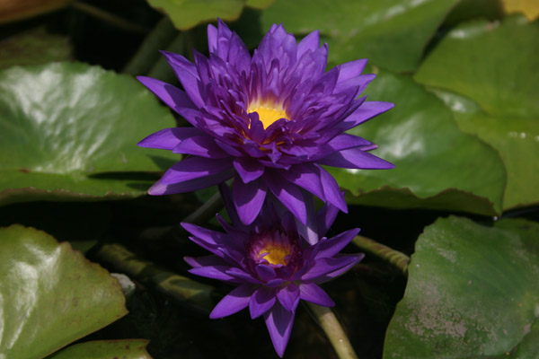 Nymphaea ‘King of Siam’