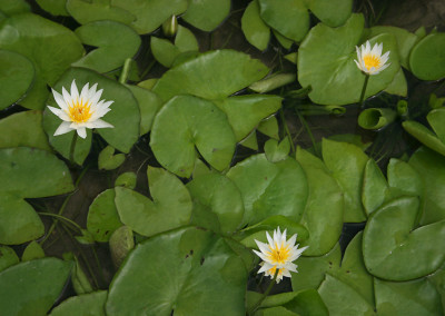 Nymphaea 'Naomi Silva'