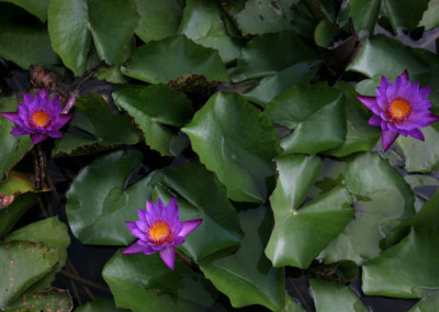 Nymphaea 'Lindsey Woods'