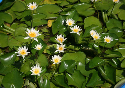 Nymphaea 'Naomi Silva'