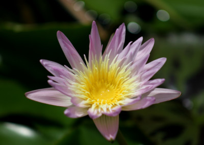 Nymphaea 'Ostara'