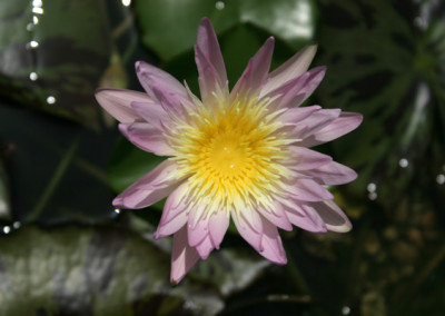 Nymphaea 'Ostara'