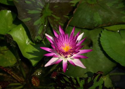 Nymphaea 'Pink Flamingo'