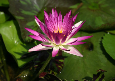 Nymphaea 'Pink Flamingo'